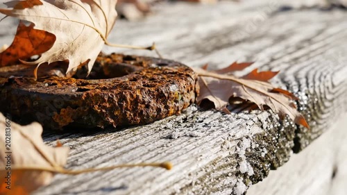 Autumnal Harmony: Rust and Leaves on Weathered Wood in Close-Up Shot