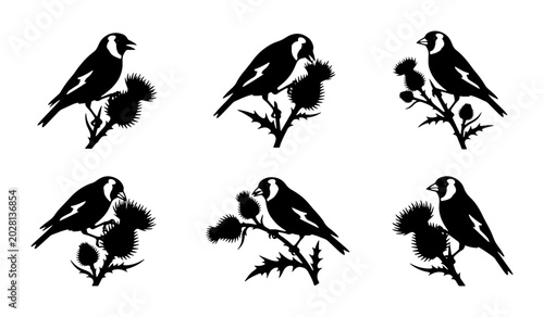 Fotografie Goldfinch Birds Silhouette on Thistle Plant