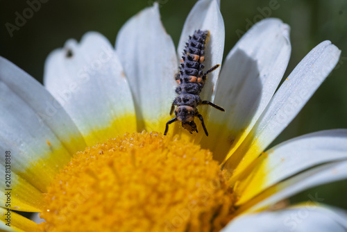 Fotografi Ladybug larva crawling on chrysanthemum flower head