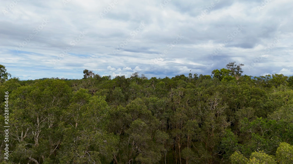 Fototapeta premium Aerial View of Flying Foxes Resting in Forest Canopy Under Cloudy Sky