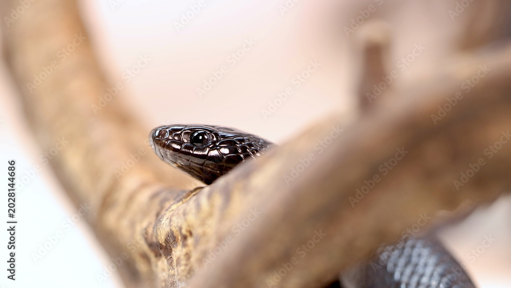 Fototapeta premium Close-Up of a Mexican Black Kingsnake Peeking Over a Branch