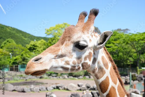Obraz 静岡県_東伊豆町_伊豆アニマルキングダム_アミメキリン