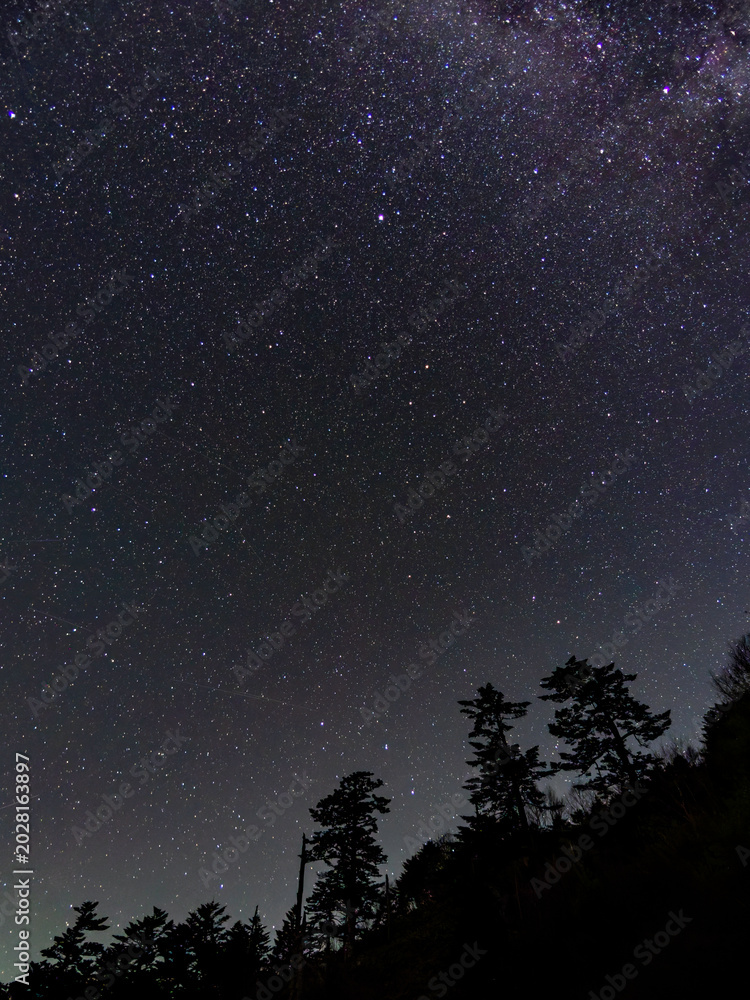 Fototapeta premium 満天の星空と針葉樹のシルエット。宇宙の神秘を感じる夜の風景