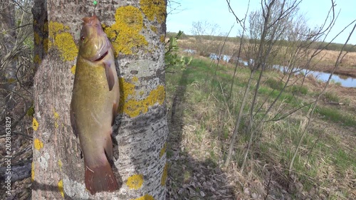 Tench (Tinca tinca) was caught in muddy swamp river, spring color. Southern shore of Lake Ladoga. Against background of green grass, leaves, spring flowers and an aspen trunk with beautiful lichens