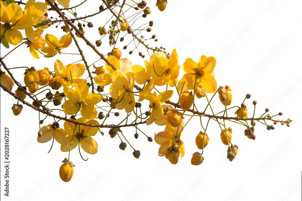 Fototapeta premium Golden Shower Tree Flowers Branch Isolated On Transprent Background