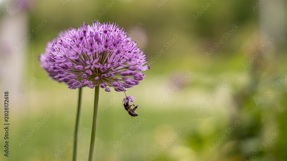 Fototapeta premium Purple ornamental onion flower with bee collecting nectar in garden, close up pollination concept supporting biodiversity and natural ecosystem balance