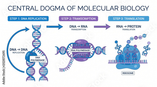 Central dogma of molecular biology dna replication, transcription, and translation