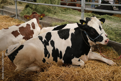 Cow and cows resting on straw in a barn, dairy livestock scene on a farm with calm animal behavior in a rural agriculture setting