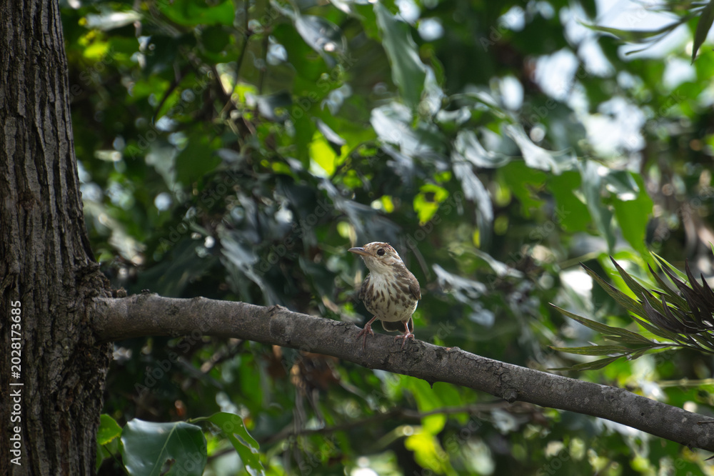 Fototapeta premium A Puff throated Babbler perched gracefully on a slender tree branch amidst lush green foliage in its natural wild habitat.