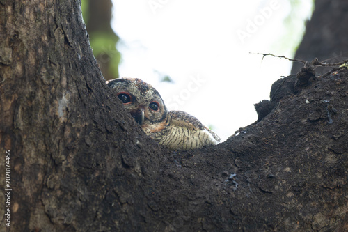 Bild auf Leinwand Close up shot of a Juvenile Mottled Wood Owl peeking out from a natural tree hallow with white sky background