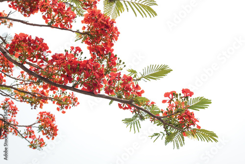 The Flame Tree, Royal Poinciana on white background.