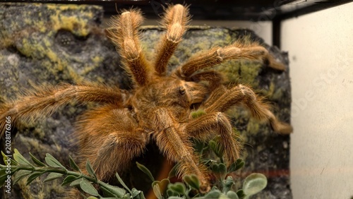 Принти на полотні Close-up of a spider