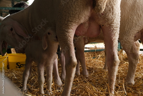 Valokuva sheep and lambs in a barn on a farm, a calm pastoral scene showing livestock, wo