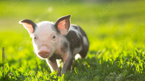 Obraz na plátně cutie and funny young pig is standing on the green grass