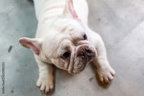 Konstfotografi Cute adorable white french bulldog dog resting quietly on grey concrete floor lo