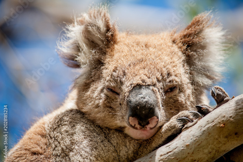 Photos Koala sleeping on an eucalyptus branch