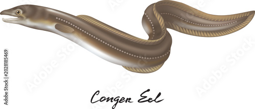 Obraz na plátne Realistic vector illustration of a conger eel isolated on white background