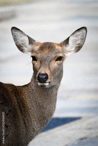 Deer in Nara park Japan