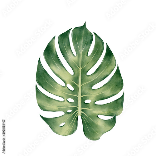 Photography Monstera leaf drawn in watercolor style, tropical botanical illustration for sum
