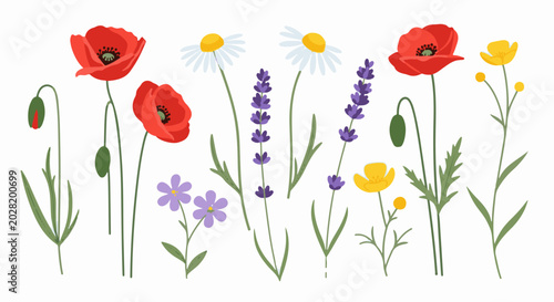 A charming collection of wildflowers including red poppies, lavender, daisies, and buttercups