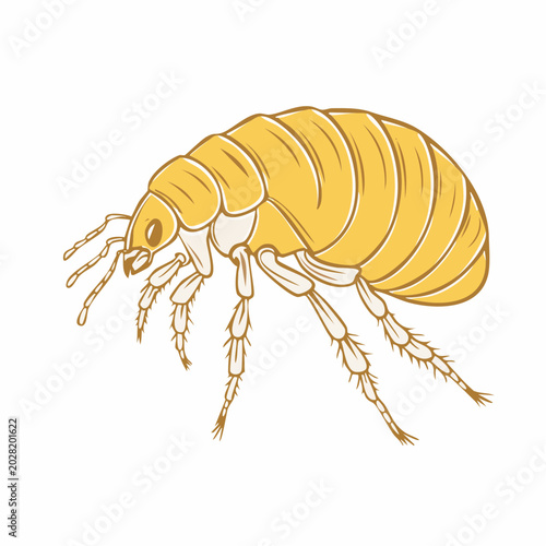 Illustration of a Flea