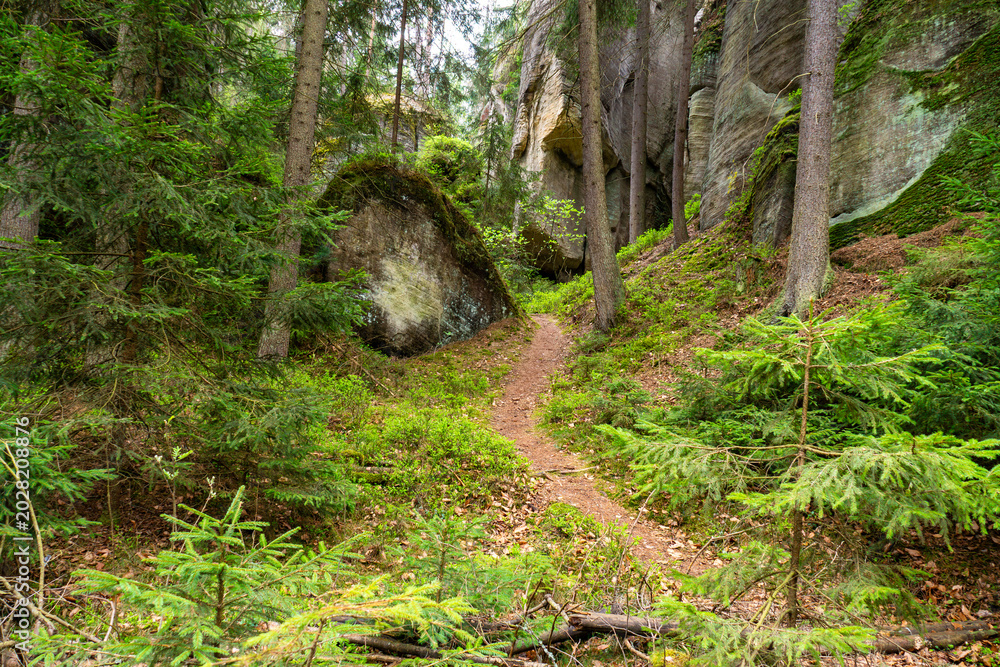 Fototapeta premium Mossy Trail Through Adrspach Rocks, Winding Between Towering Sandstone Cliffs And Ancient Boulders, Dense Conifer Canopy Filtering Soft Light, Damp Forest Floor Carpeted With Ferns And Moss,