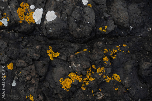 Dark coastal rock texture with yellow lichen as natural geological background