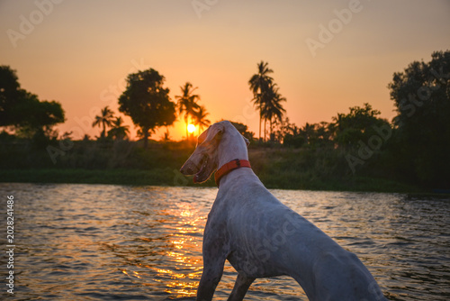 Cuadro en lienzo Mudhol Hound enjoying a golden sunset by the lakeside in Karnataka, showcasing o