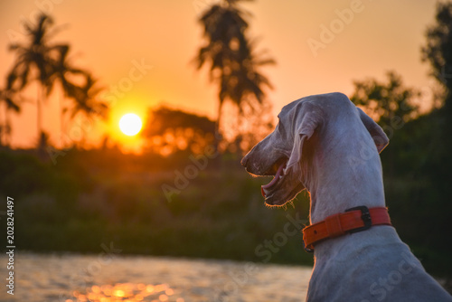 Photography Mudhol Hound enjoying a golden sunset by the lakeside in Karnataka, showcasing o