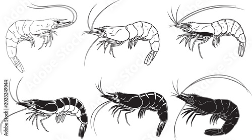 Schilderij op canvas Silhouette of various shrimp species in black and white