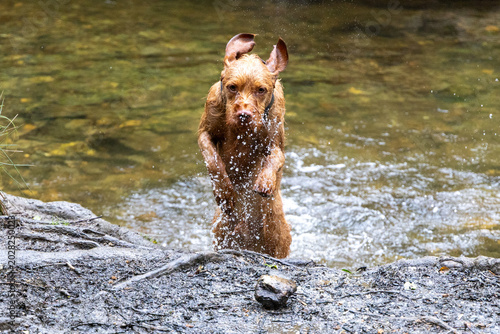 vizsla dog in the water