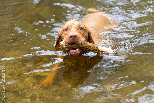 vizsla dog in the water
