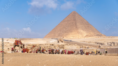 Tableau sur toile Camels resting on the sand near the great pyramid of giza ready for tourist came