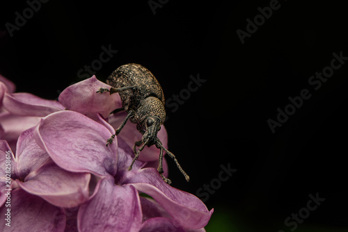 Tableau sur toile Wheat weevil on a purple flower.