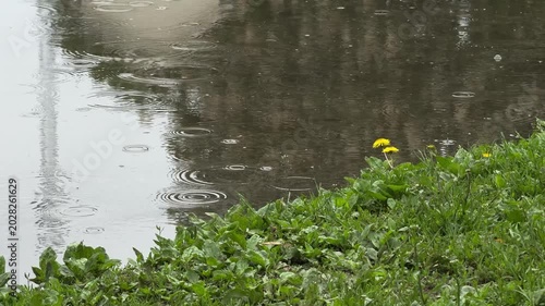 Peaceful rainy view of a pond shoreline with fresh green grass and blooming dandelions. Raindrops create soft ripples on the calm water surface, capturing a quiet spring atmosphere in nature.