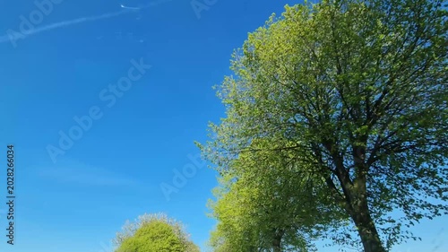 Driving under passing spring trees and blue sky