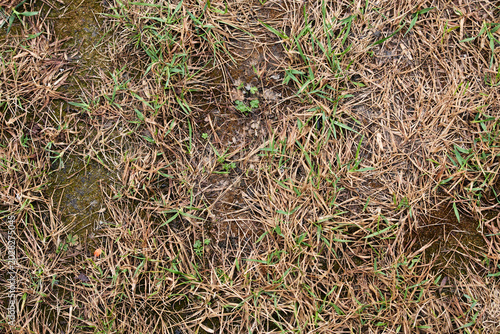 Natural background of dry brown grass mixed with first green sprouts in early spring
