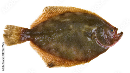 Canvas Print Whole raw flatfish with brown speckled skin and fins