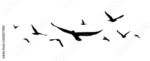 Fotografie Flying birds silhouette flock