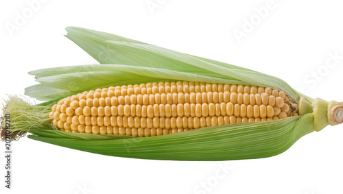 Photos Fresh yellow corn cob with green husks and silk