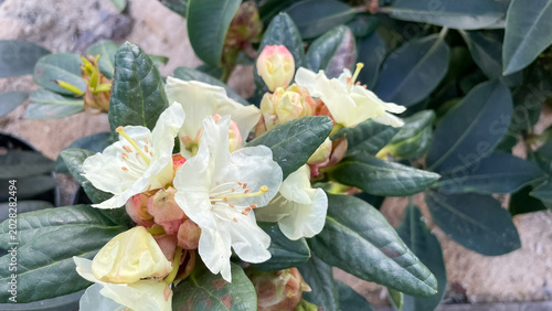 Canvastavla Beautiful white Caucasian rhododendron flowers blooming among dark green leather