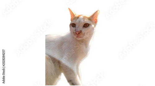 Foto White and orange domestic cat with dark eyes and pointed ears looking towards th