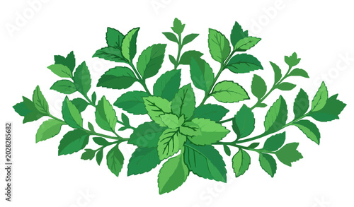 Obraz na plátně Stylized green mint leaf vector illustration for branding and menu design