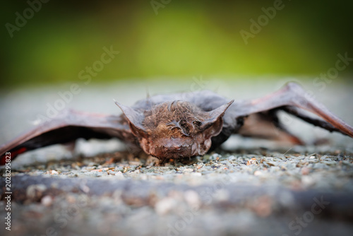Close-up macro photograph of a bat resting on a wet surface with detailed wings, fur, and glowing eyes