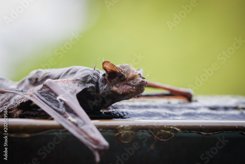 Close-up macro photograph of a bat resting on a wet surface with detailed wings, fur, and glowing eyes