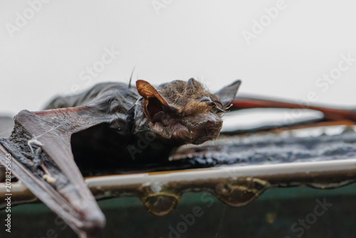Close-up macro photograph of a bat resting on a wet surface with detailed wings, fur, and glowing eyes
