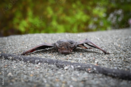 Close-up macro photograph of a bat resting on a wet surface with detailed wings, fur, and glowing eyes