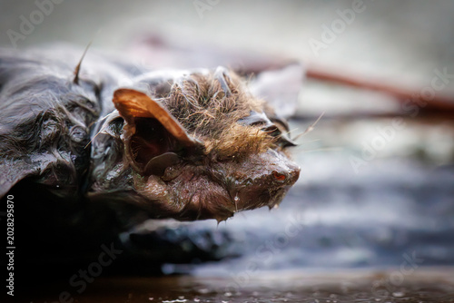 Close-up macro photograph of a bat resting on a wet surface with detailed wings, fur, and glowing eyes