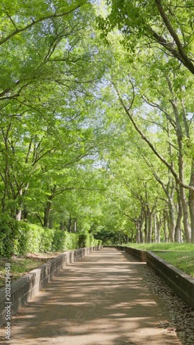 初夏の爽やかな光が差し込む公園の美しい並木道を歩く手持ち撮影の主観映像