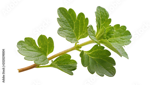 Obraz na plátně Green gooseberry branch with lobed leaves